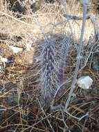 Image of Pachycereus hollianus (F. A. C. Weber) Buxb.