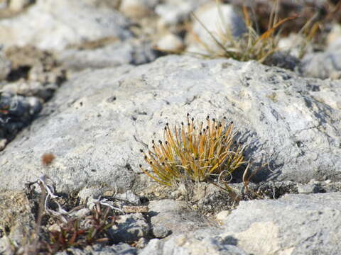 Imagem de Trichophorum uniflorum (Trautv.) Malyschev & Lukitsch.