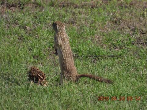 Image of Mexican Ground Squirrel