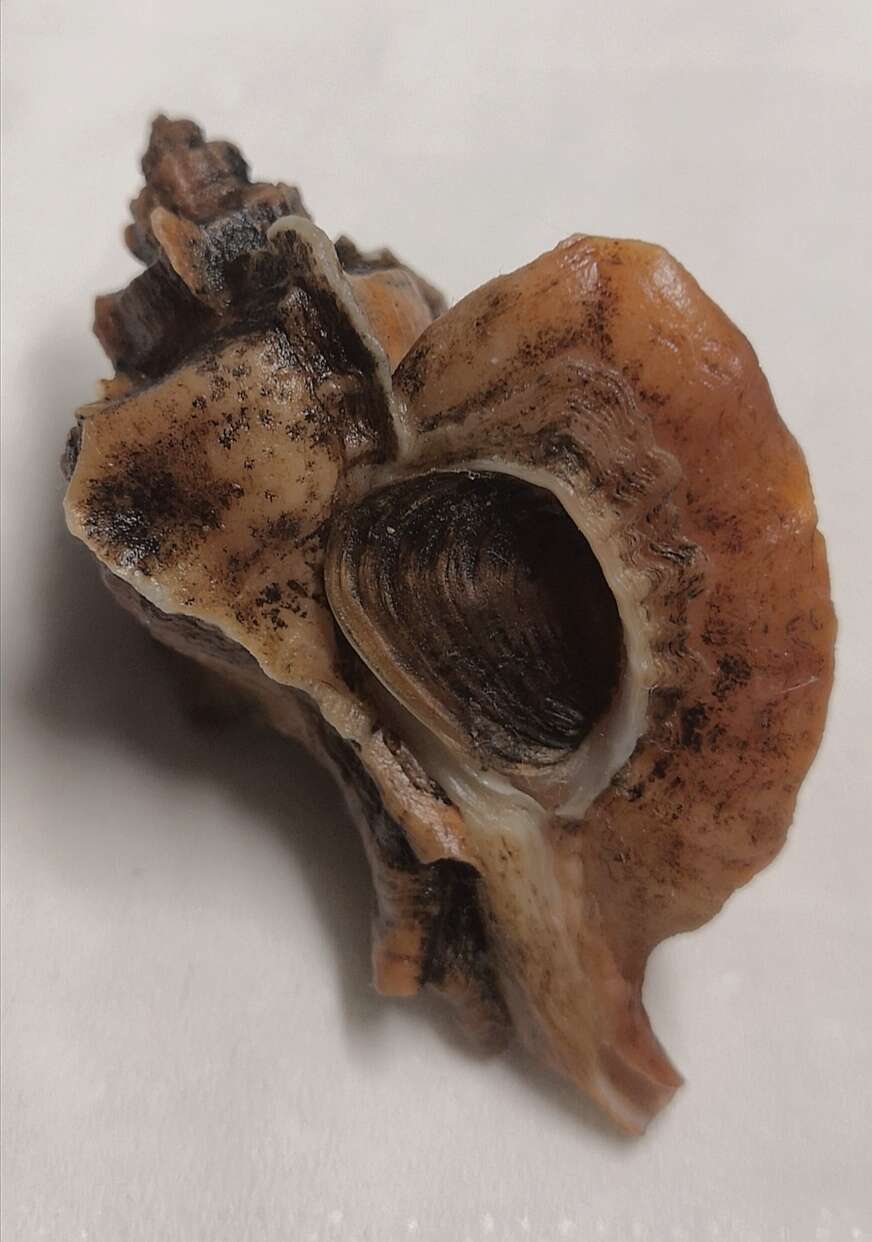 Sivun Ocinebrellus falcatus (G. B. Sowerby II 1834) kuva