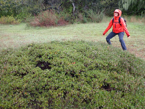 Image de Arctostaphylos pumila Nutt.