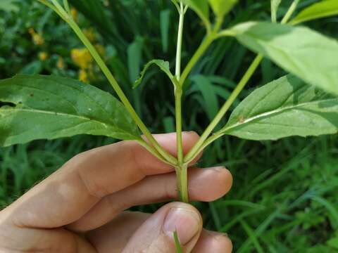 Imagem de Epilobium roseum Schreber