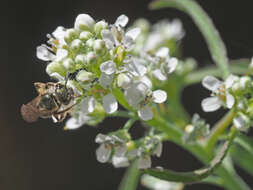 Image de Cresson alénois