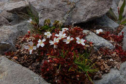 Imagem de Epilobium tasmanicum Hausskn.