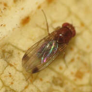 Image of Cherry drosophila