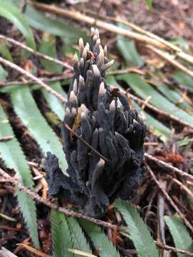 Image of fetid false coral