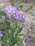 Image of prairie milkvetch