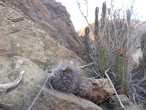 Image de Copiapoa humilis subsp. humilis