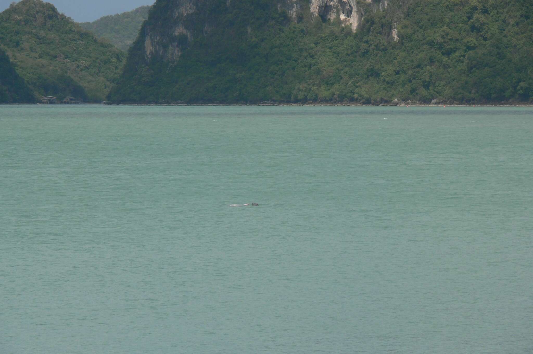 Image of Chinese Humpback Dolphin