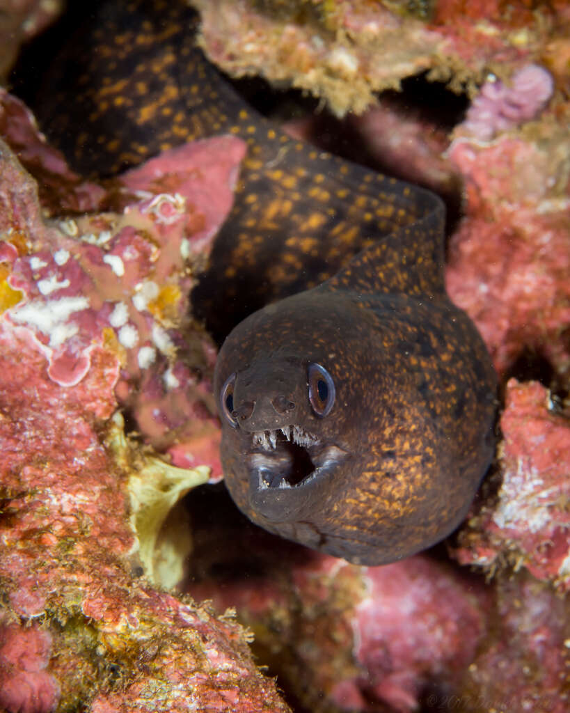 Image of Abbott's moray eel