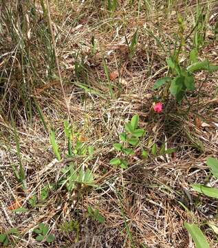 Image of spiked hoarypea