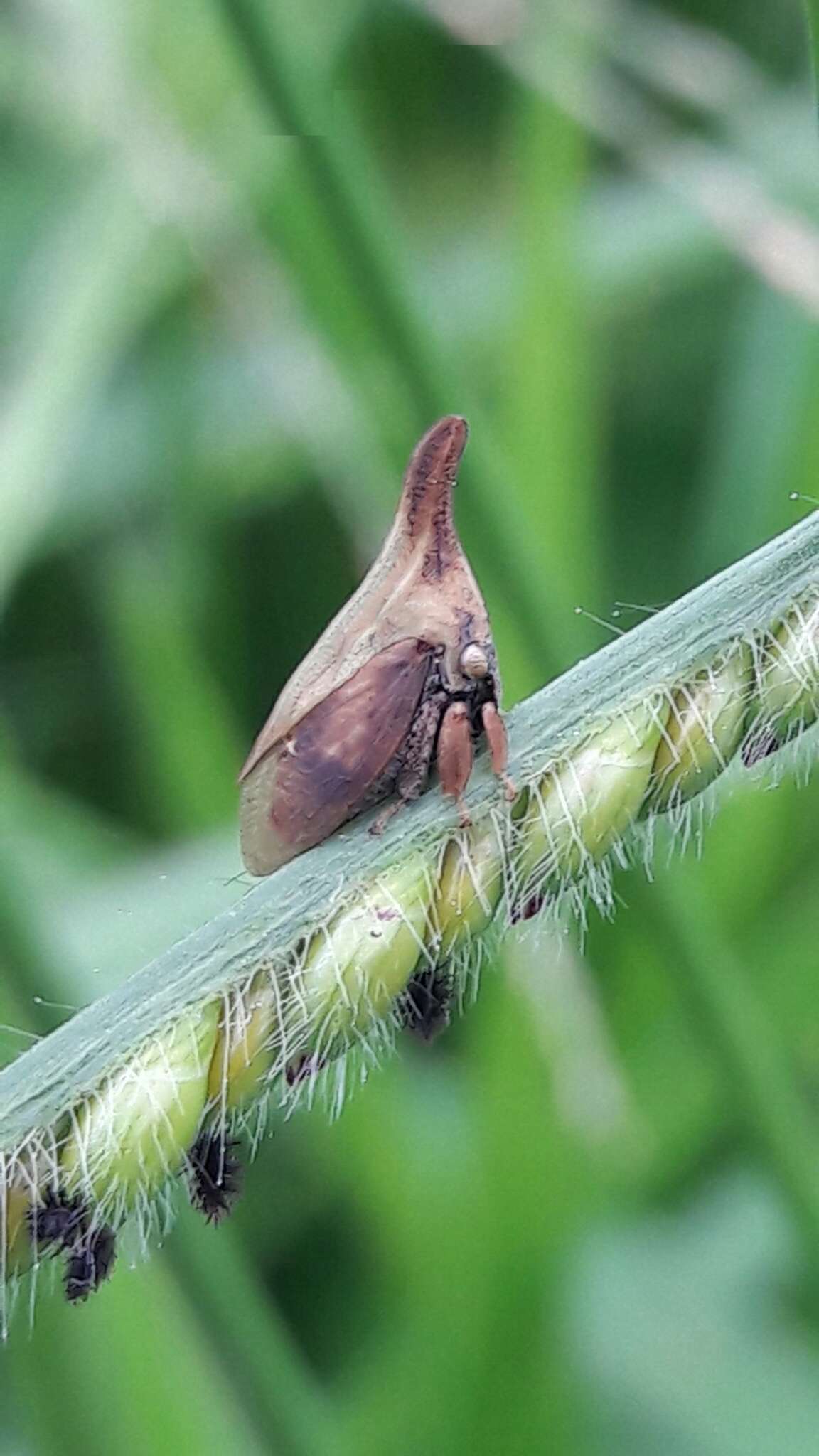 Imagem de Enchenopa gracilis Germar