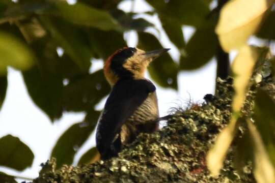 Слика од Melanerpes pulcher Sclater & PL 1870