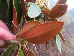 صورة Rhododendron hyperythrum Hayata