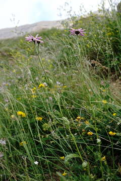 Image of pyrethum daisy