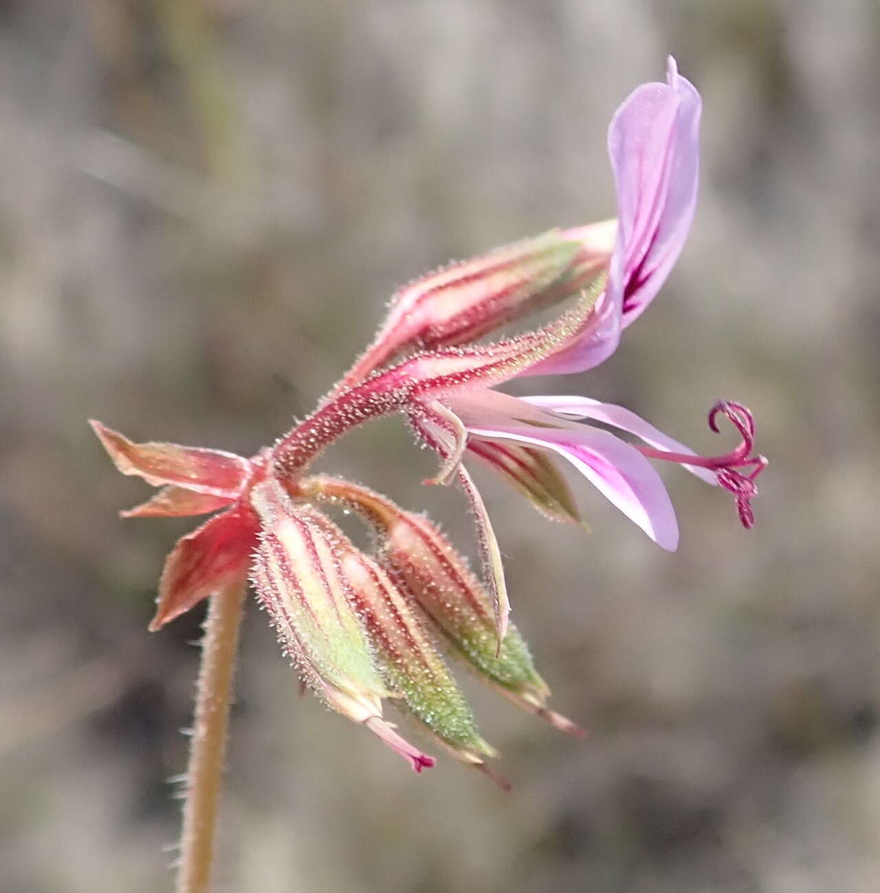 Image of Pelargonium multicaule Jacq.