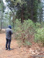 Sivun Arctostaphylos manzanita subsp. wieslanderi P. V. Wells kuva