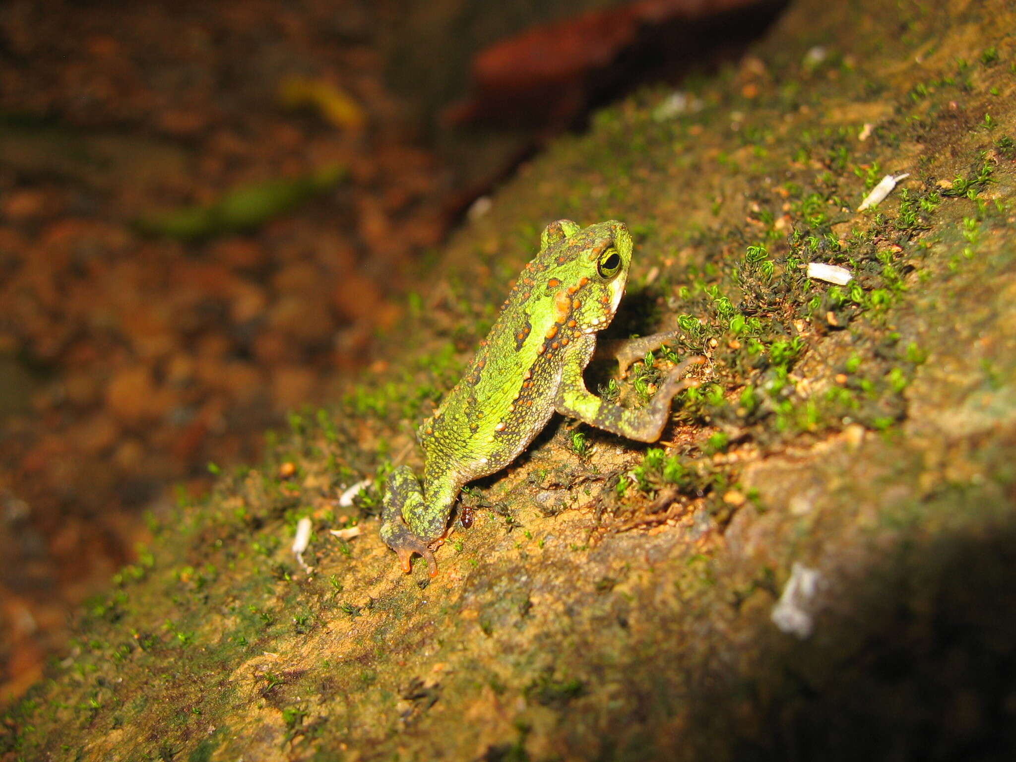 Image de Incilius coniferus (Cope 1862)