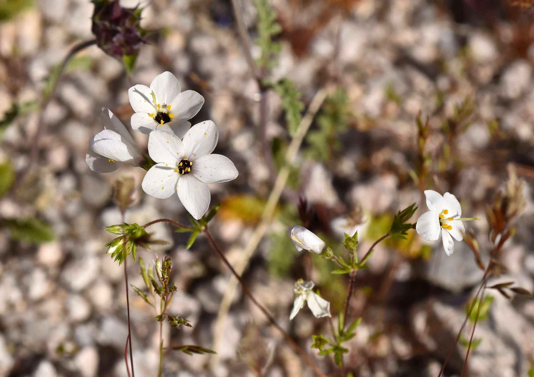 Image of golden linanthus