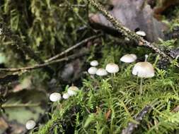 Image of Phloeomana speirea (Fr.) Redhead 2013