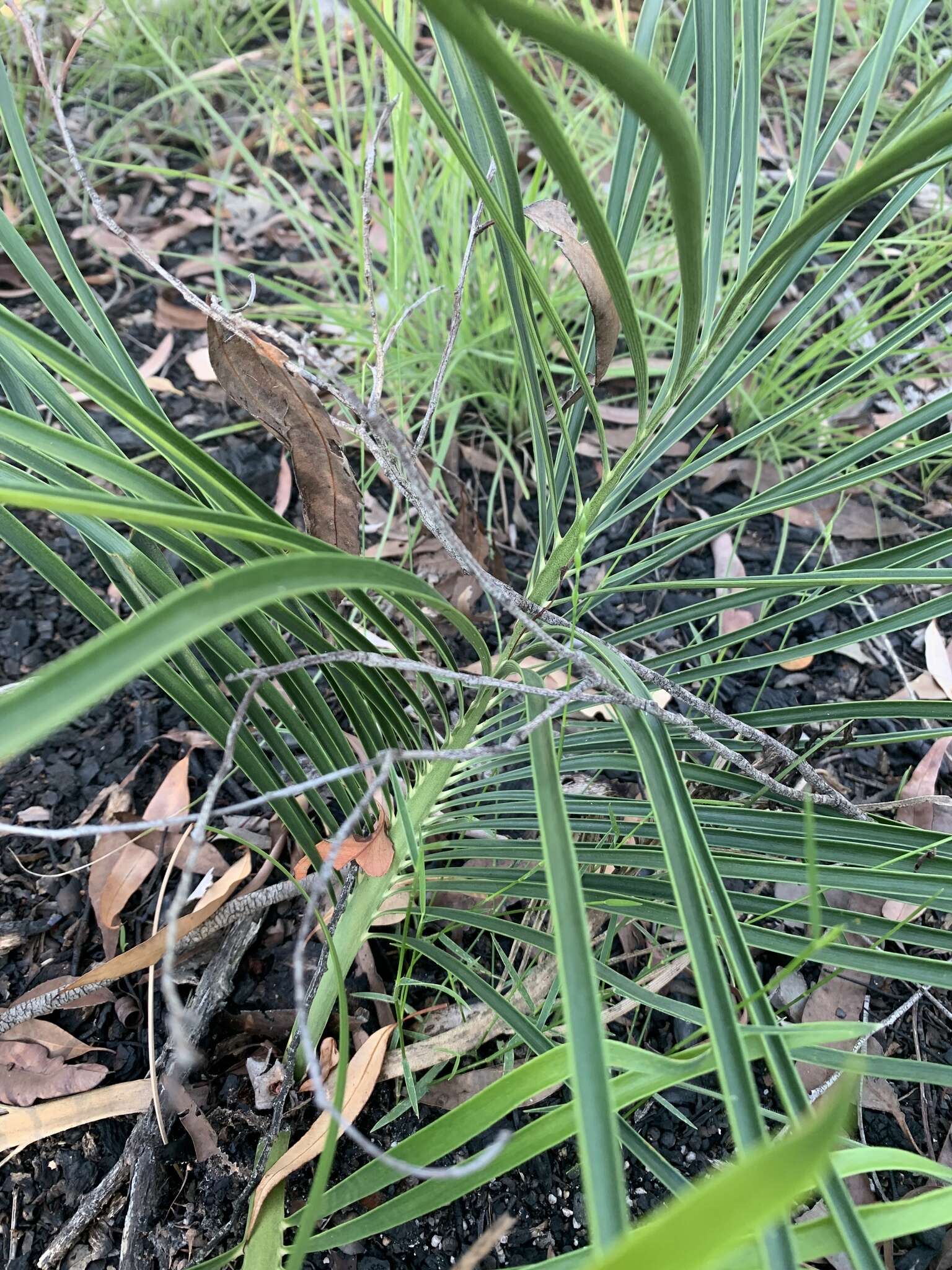 Image of Macrozamia lomandroides D. L. Jones