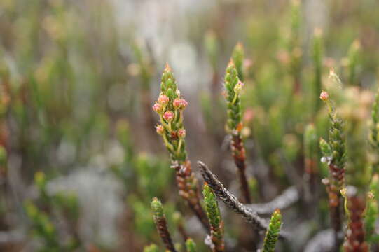 Imagem de Cassiope ericoides (Pall.) D. Don