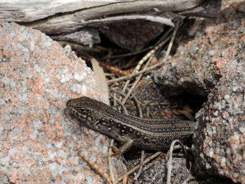 Image of White's Rock-skink