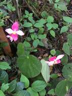 Слика од Begonia betsimisaraka Humbert