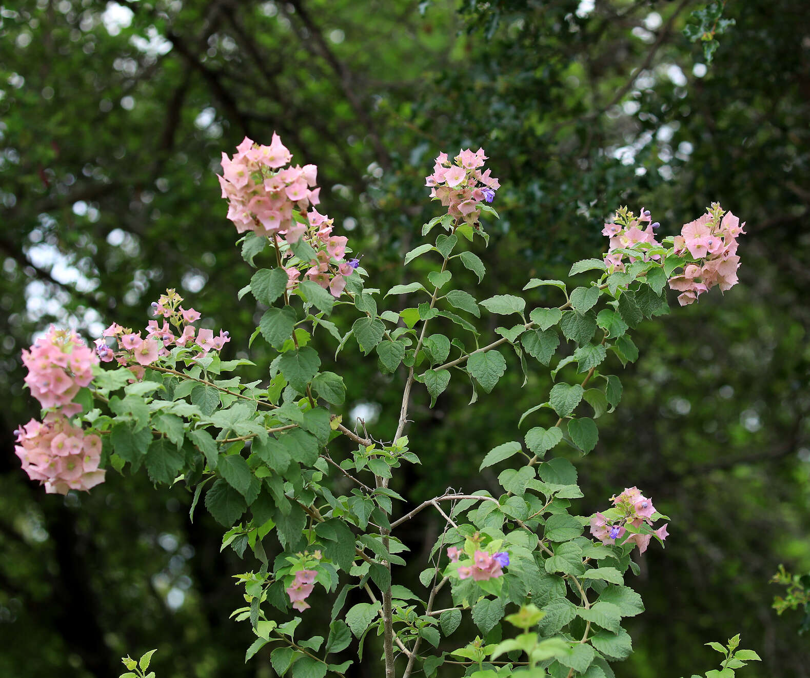 Image of Karomia speciosa (Hutch. & Corbishley) R. Fern.