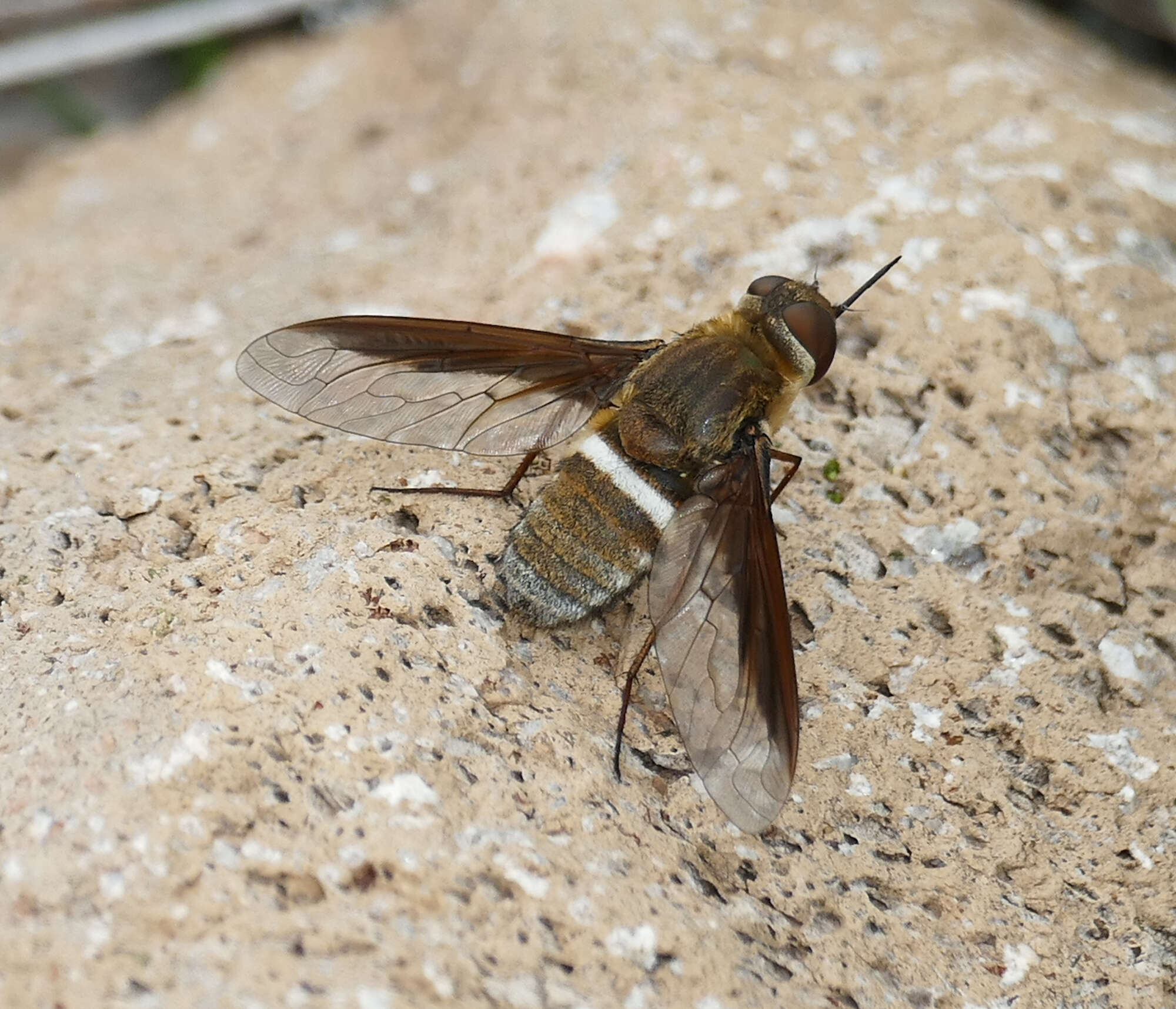 Imagem de Exoprosopa rostrifera Jaennicke 1867