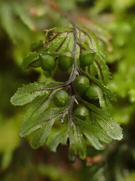 Sivun Hymenophyllum wilsonii Hook. kuva