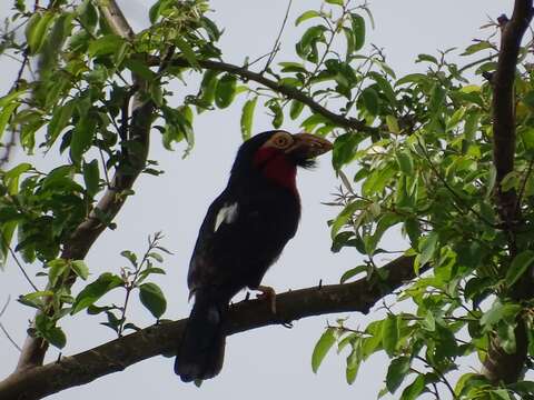 Image of Bearded Barbet