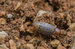 Phyllodromica (Lobolampra) subaptera (Rambur 1838)的圖片