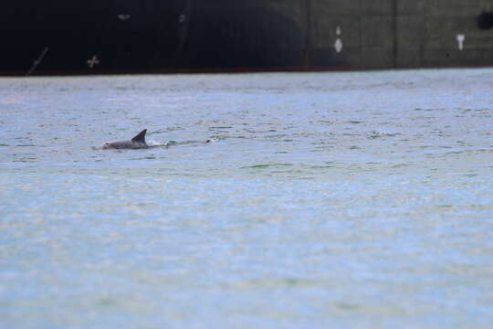 Image of Estuarine Dolphin