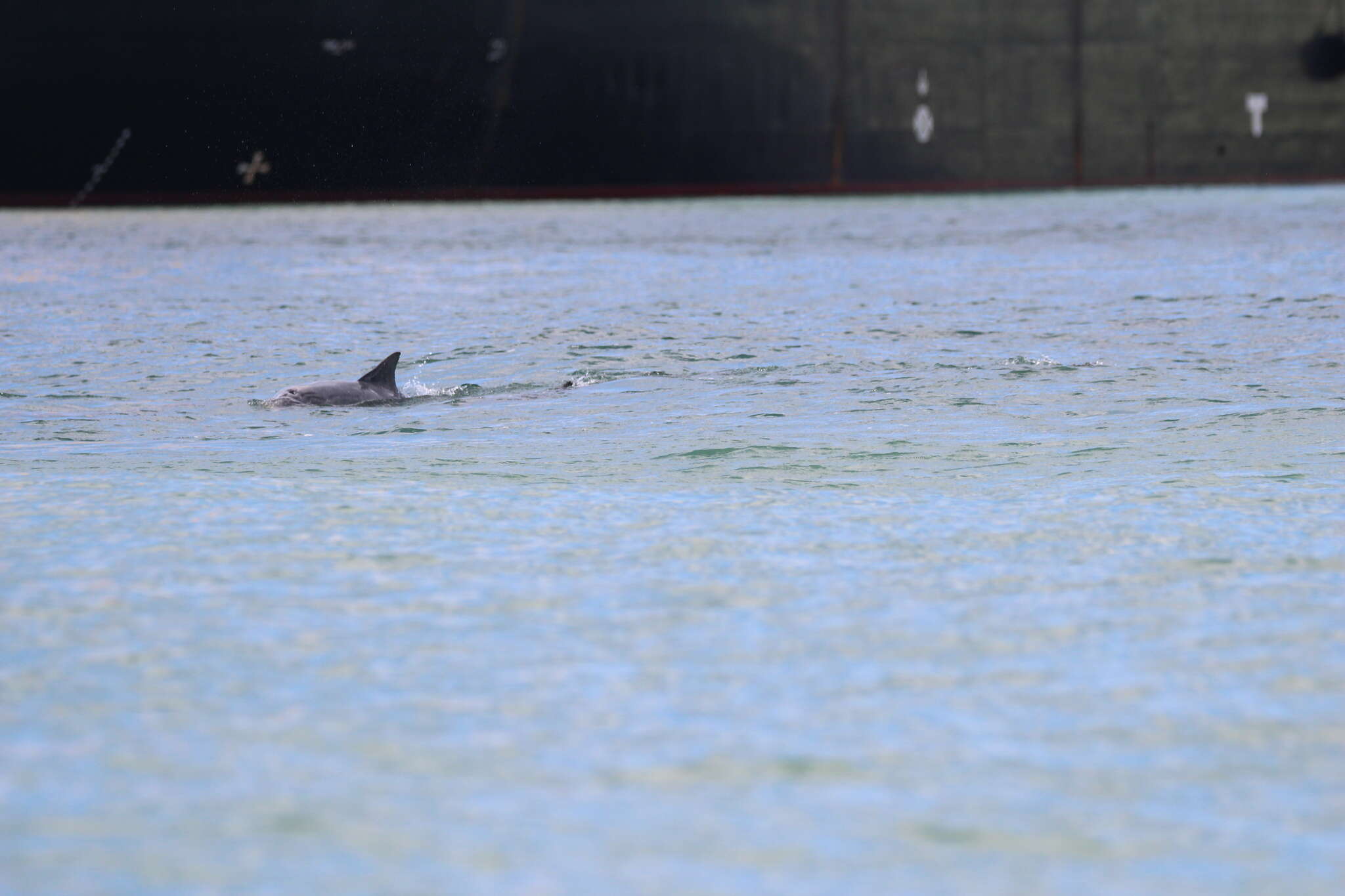 Image of Estuarine Dolphin