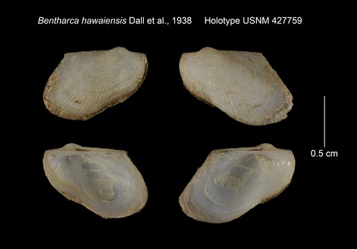 Image of <i>Bentharca hawaiensis</i> Dall, Bartsch & Rehder 1938