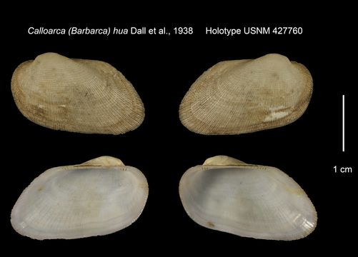Image of <i>Calloarca</i> (<i>Barbarca</i>) <i>hua</i> Dall et al. 1938