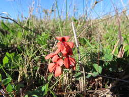 Image of Indigofera procumbens L.