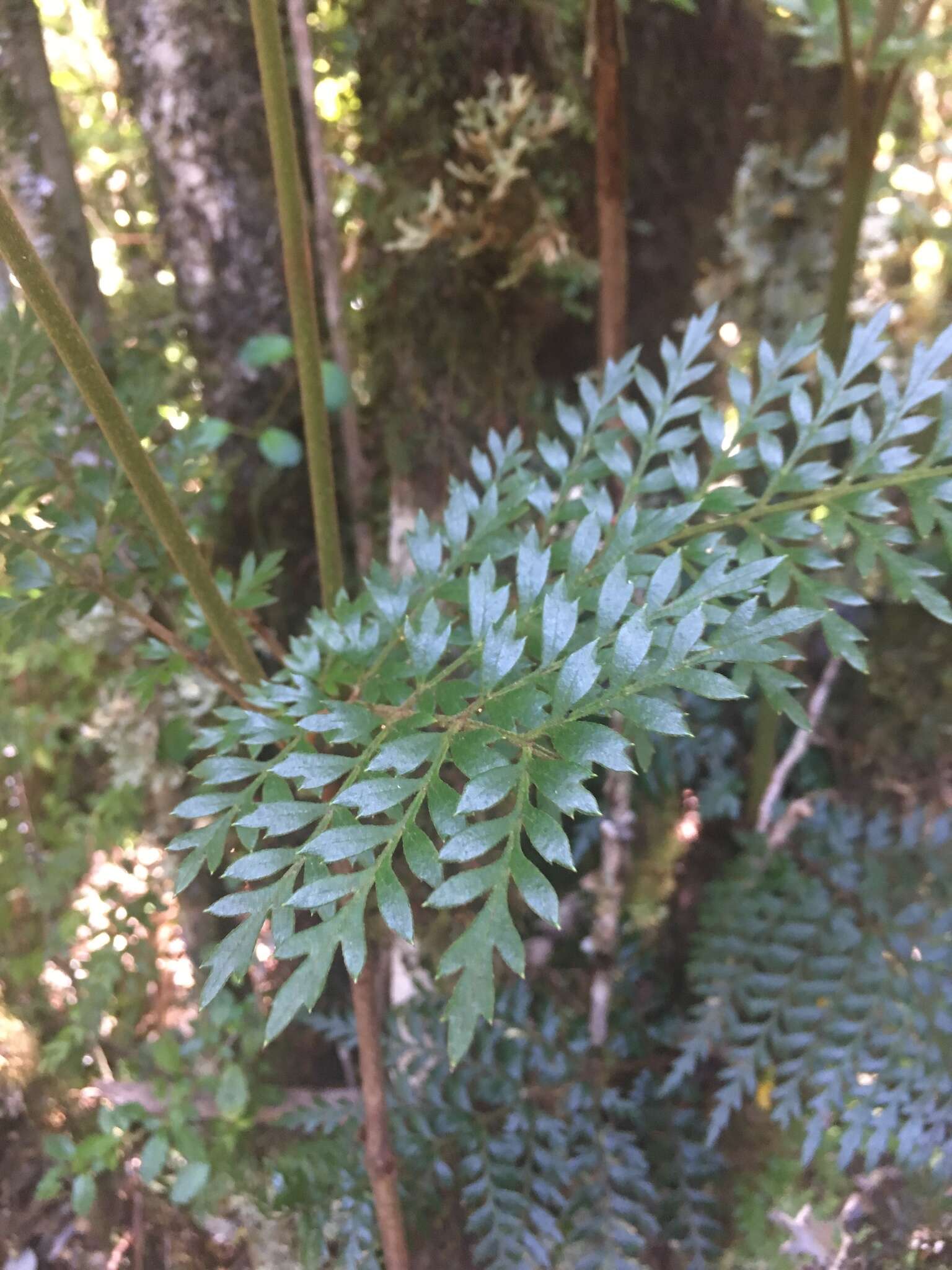 Image of Lomatia ferruginea R. Br.