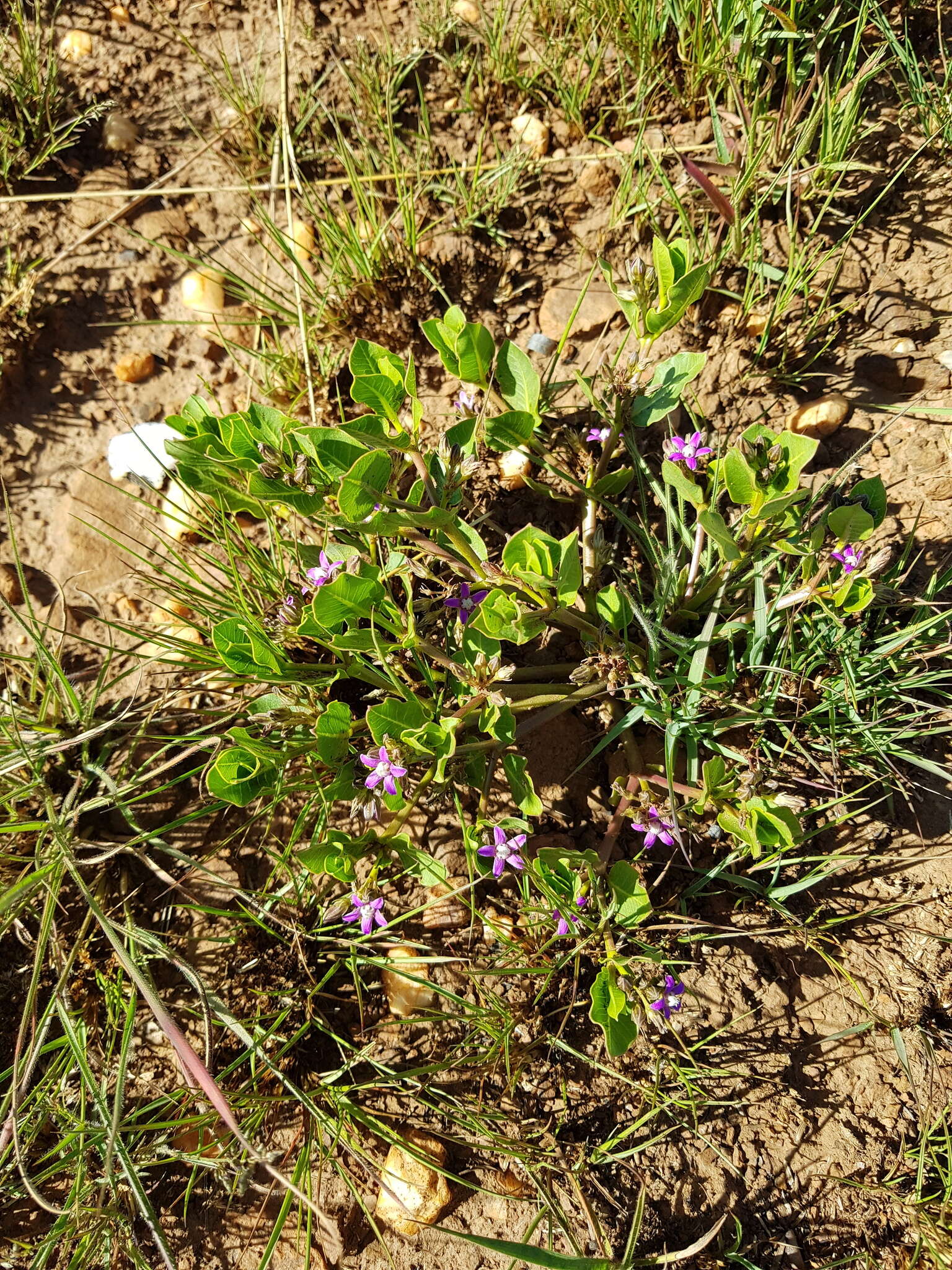 Raphionacme hirsuta (E. Mey.)的圖片