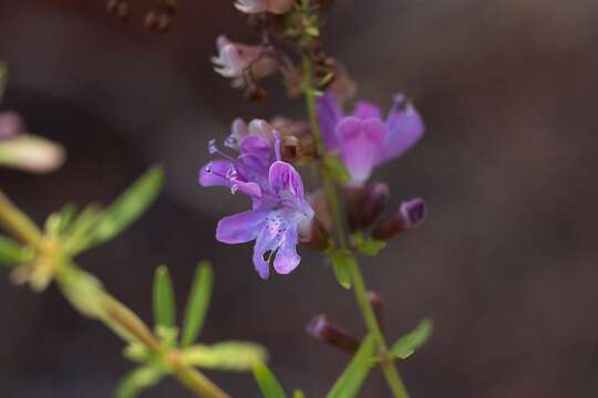 Imagem de Dicerandra frutescens var. immaculata (Lakela) D. B. Ward