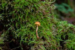 Gymnopilus picreus (Pers.) P. Karst. 1879 resmi