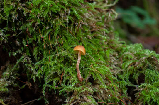 Gymnopilus picreus (Pers.) P. Karst. 1879 resmi