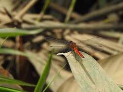 Image of Trithetrum Dijkstra & Pilgrim 2007