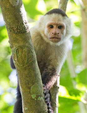 Image of Panama capuchin monkey