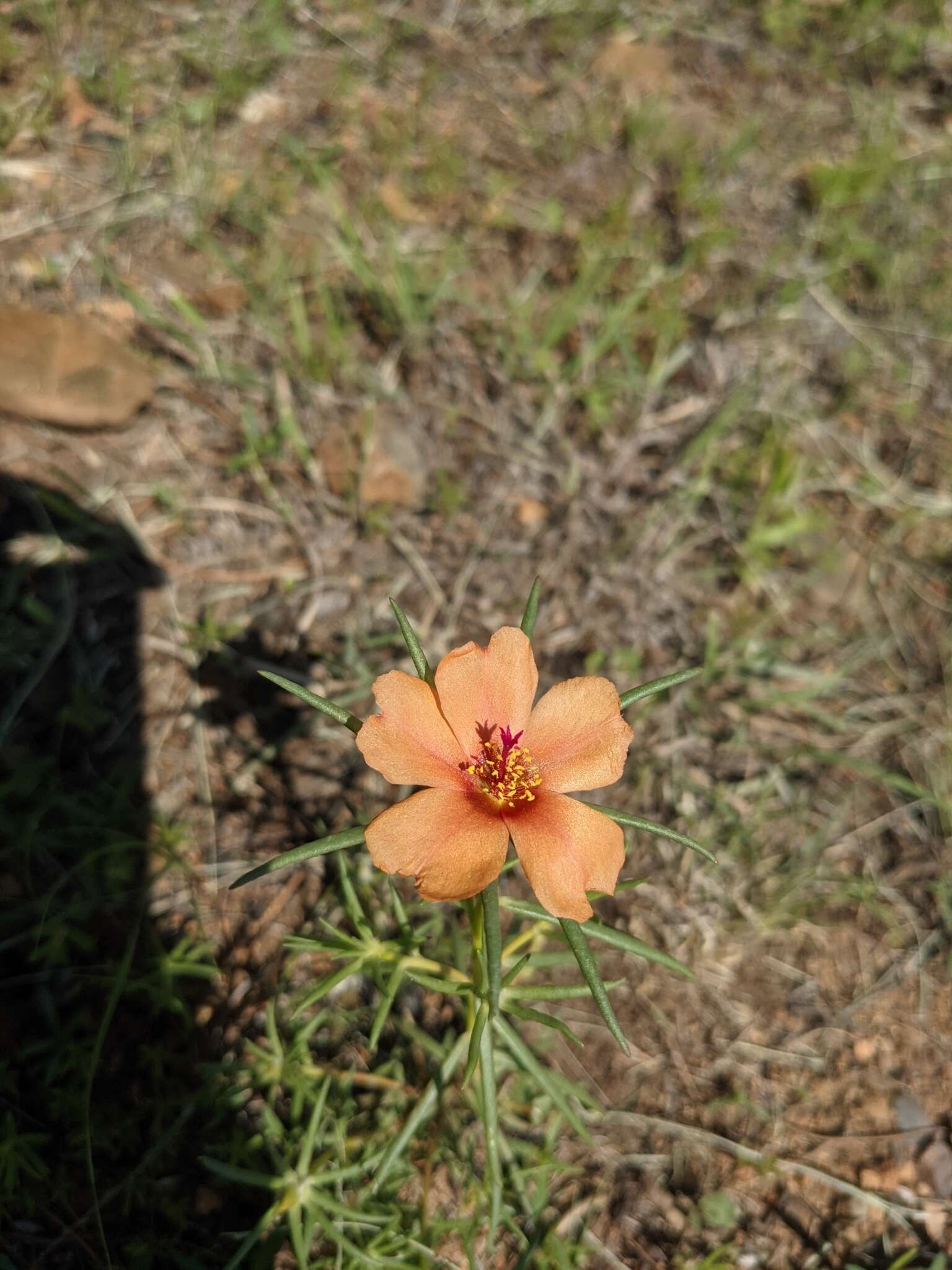 Image of shrubby purslane