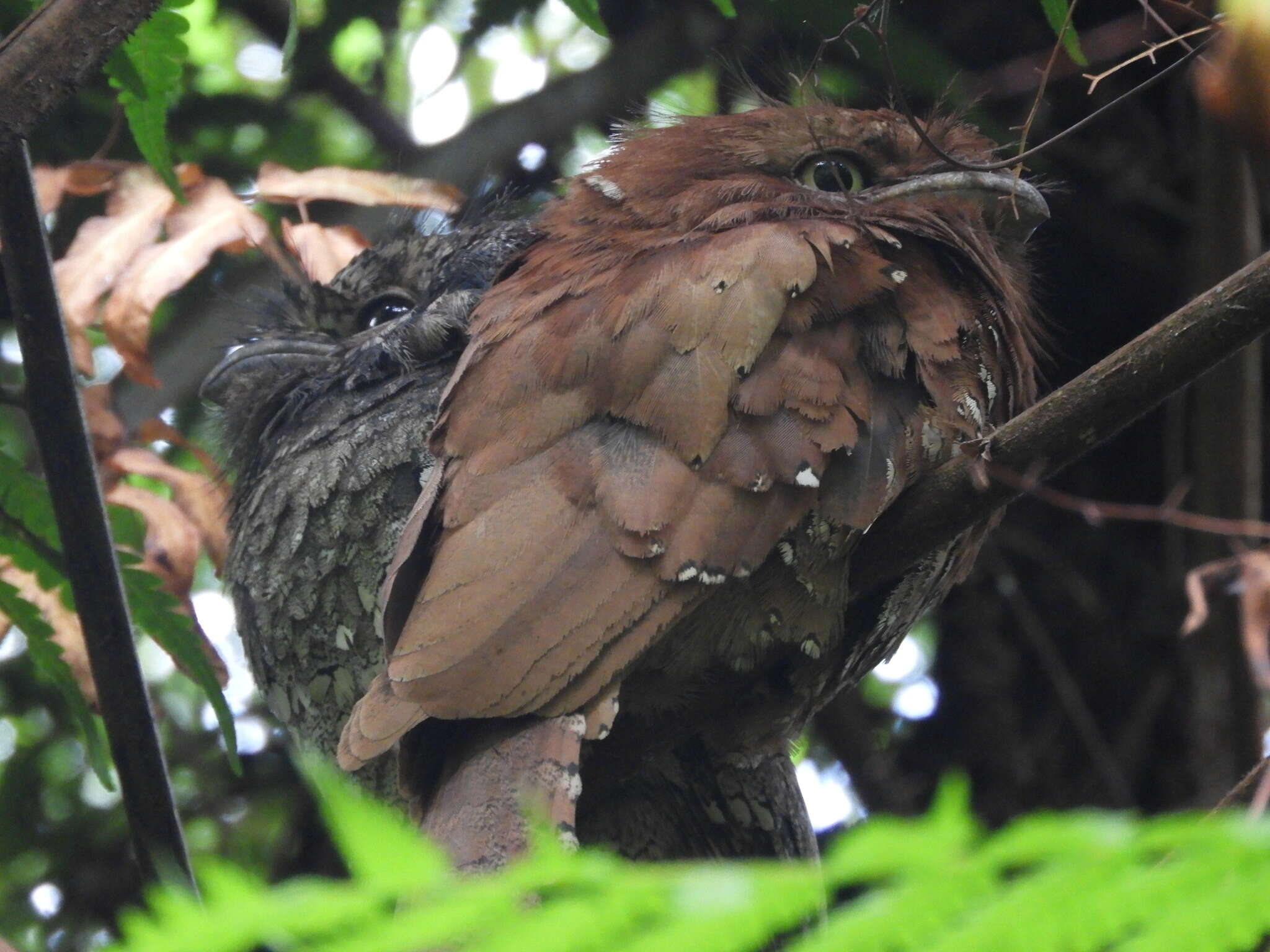 Image of Ceylon Frogmouth