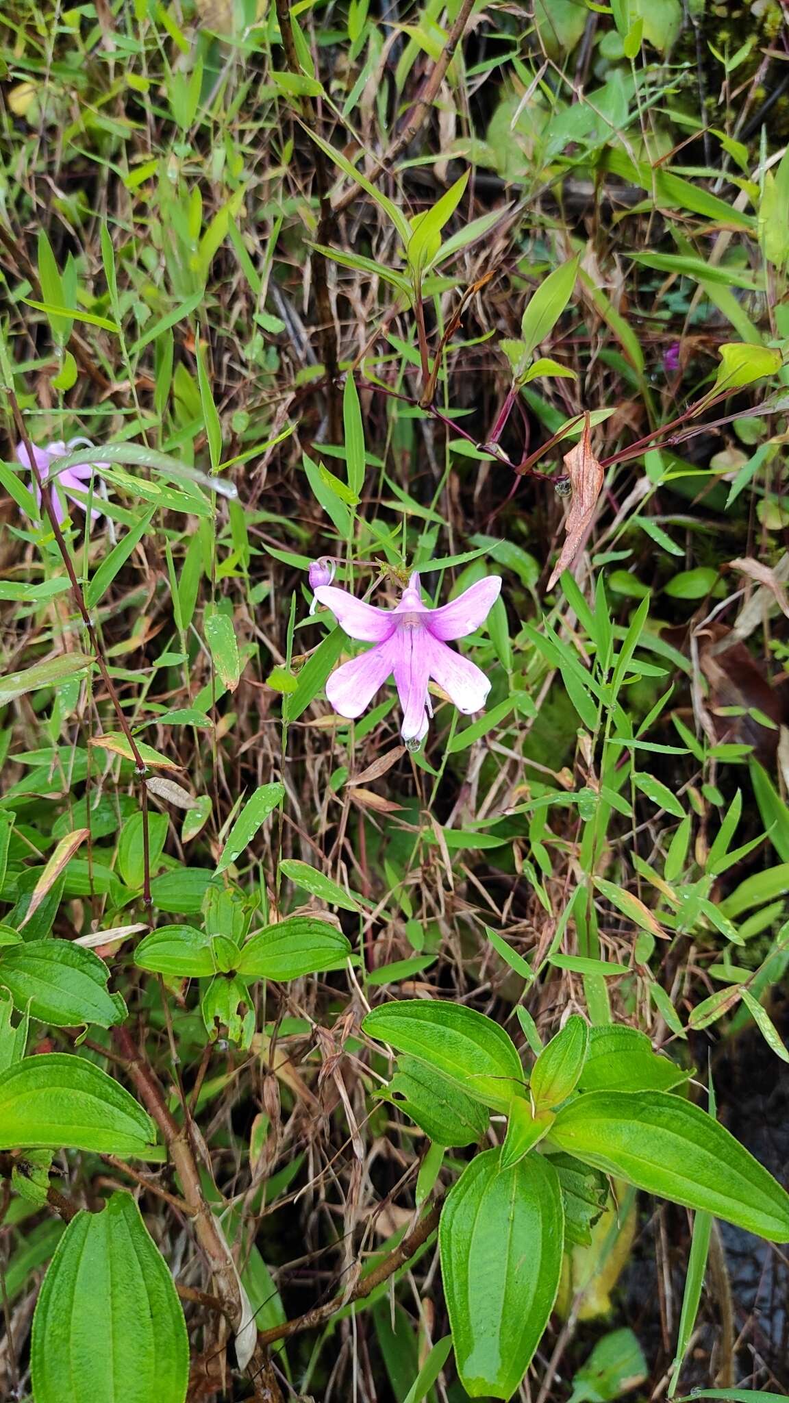 Impatiens scapiflora Heyne resmi