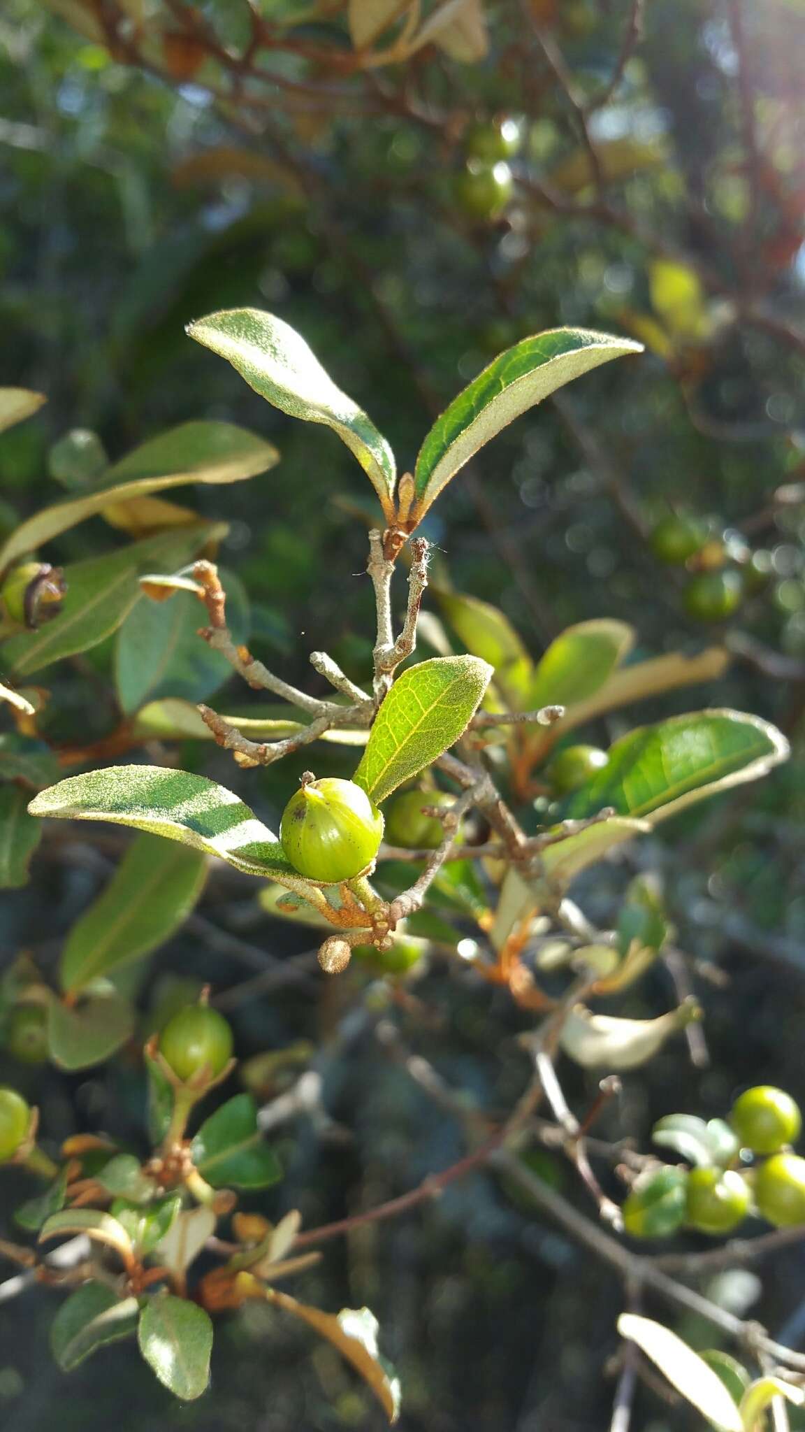 Image of Psorospermum fanerana Baker