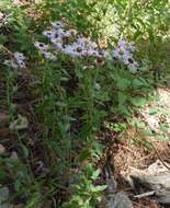 Image of aspen fleabane